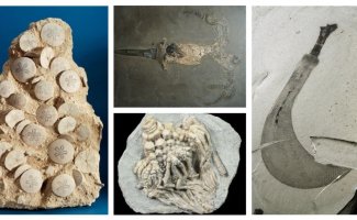 Удивительные окаменелости, в существование которых сложно поверить (22 фото)