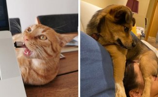 Непослушные собаки и коты, отрицающие все правила (15 фото)