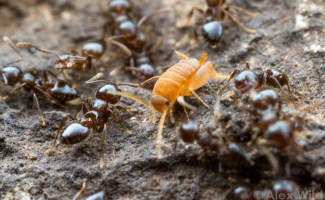 Муравьелюбы: Крошечные сверчки подружились с муравьями и устроились горничными в колонию (5 фото)