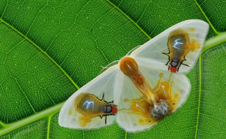 Мухоносная серпокрылка: «Татуировки» в виде мерзких мух и жуткая вонь. Во что превратилась обычная бабочка ради выживания? (4 фото)