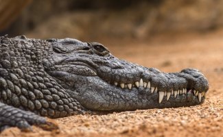 Чем крокодил отличается от аллигатора? (20 фото)