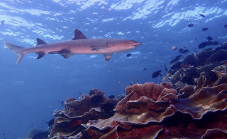 Рифовая акула: «Питается страхом». Хищник чувствует работу нервной системы жертвы даже через стены и с силой ломится в её дом (9 фото)