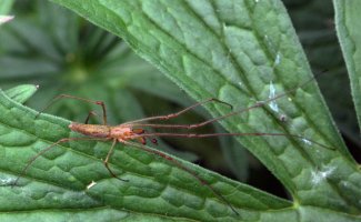 Тетрагната Монтана: Опасен ли дачный паук с очень длинными лапами? Странное поведение паука после «зомбирования» осой (7 фото)