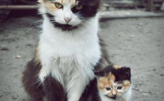 Красавцы коты и их очаровательные мини-копии (51 фото)