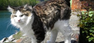 Бобтейл: Бесхвостый кот с жаждой приключений. Порода, которую нужно выгуливать, как собак! (7 фото)