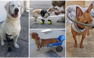Доброта всегда рядом: 23 приспособления для собак-инвалидов (23 фото)