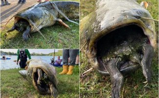 Невероятные кадры: 40-килограммовый сом проглотил черепаху (6 фото)