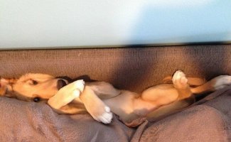 17 собак, которые забыли, как правильно использовать диван (18 фото)