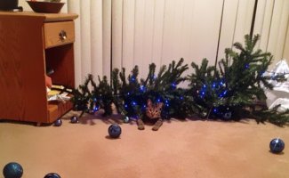 Миссия выполнена! Коты против новогодних ёлок (12 фото)