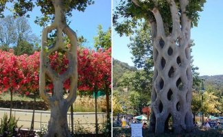 Необычные деревья Акселя Эрландсона (32 фото + 1 видео)