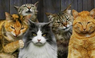 Бригады суровых котов (20 фото)