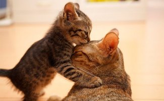 Материнская любовь и забота в животном мире! (31 фото)