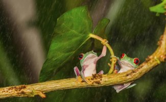 Животные имеют свои способы, как спрятаться от дождя (16 фото)