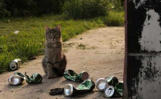 Очень колоритные уличные коты (31 фото)